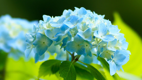 アジサイ 紫陽花 480 272 無料写真素材ならフリー素材タウン