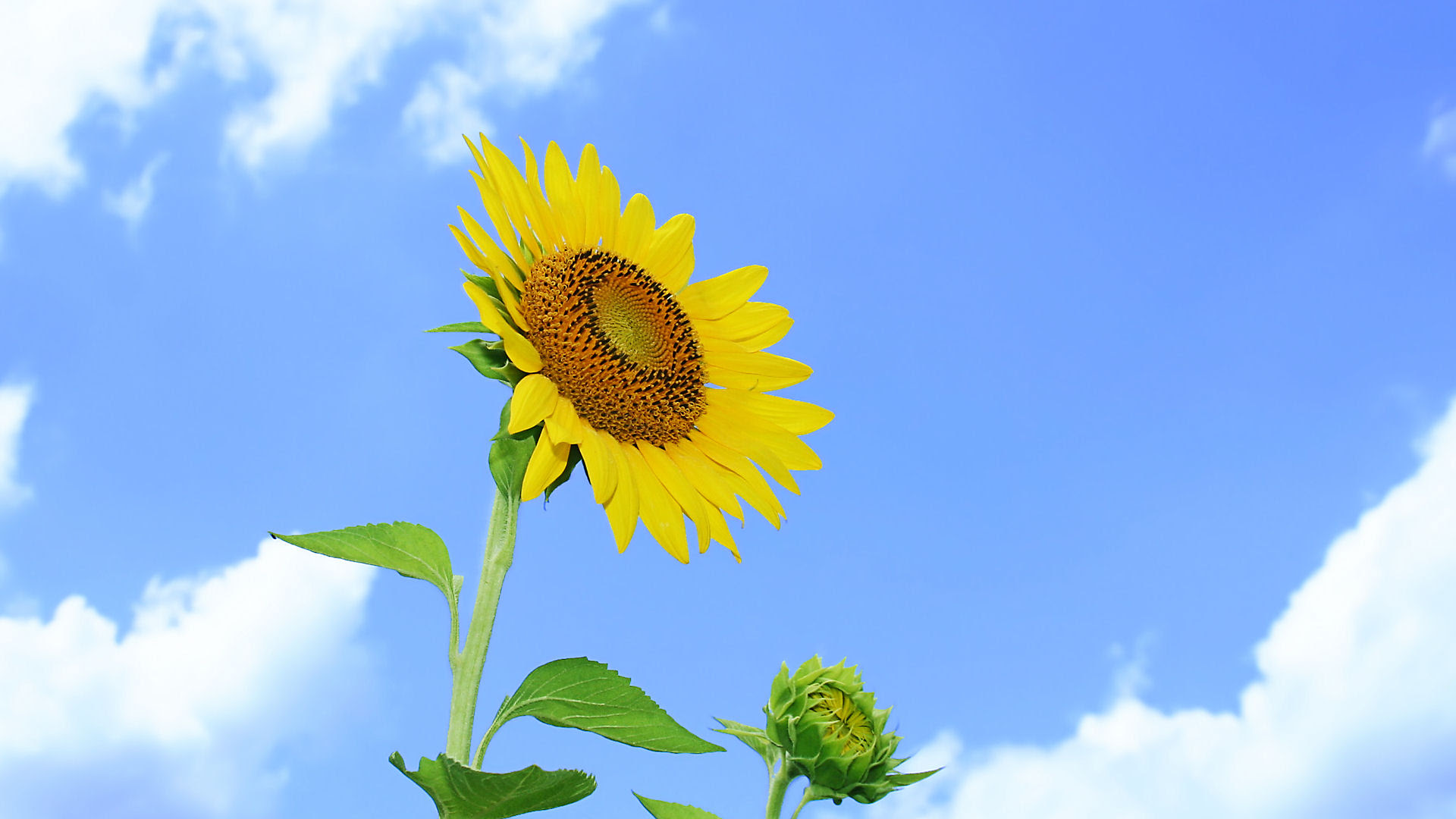 フルhdデスクトップ無料壁紙 ひまわり畑 ひまわりの花 壁紙写真 四季の彩り壁紙写真集