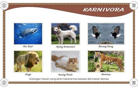 animal omnivora karnivora herbivora