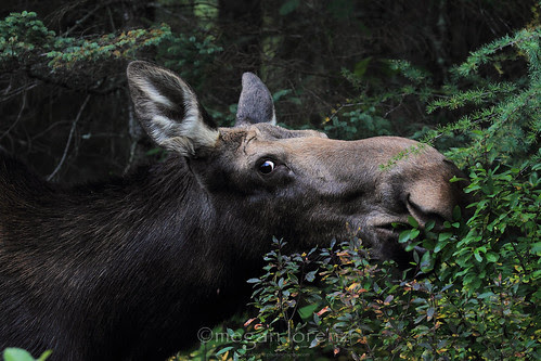 Do you mind?  I'm having lunch... by Megan Lorenz