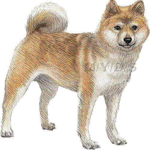 柴犬 豆柴 しばいぬ まめしば のイラスト 条件付フリー素材集