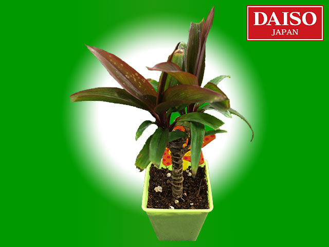 百円図鑑 ダイソー 観葉植物 コルディリネ