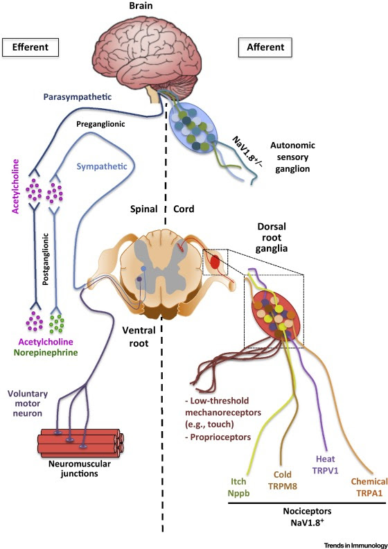 The Regulation of Immunological Processes by Peripheral