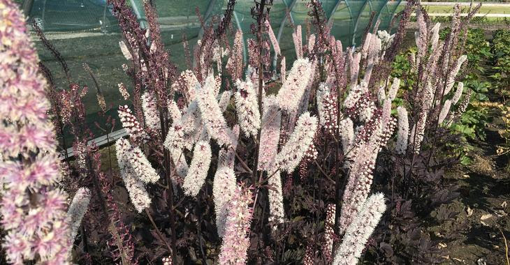 Actaea ramosa 'Chocoholic'