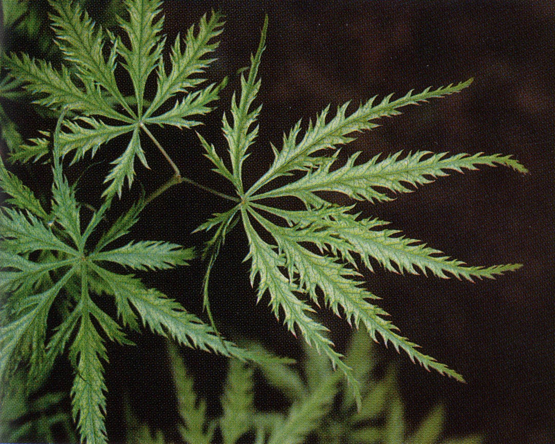 Pacific Horticulture | Choice Japanese Maples