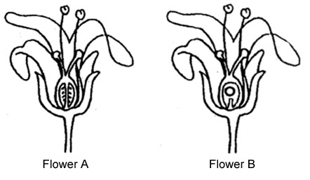 Unlabeled Flower Diagram - ClipArt Best