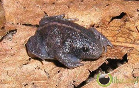 terdambakan  binatang amfibi   unik  dunia