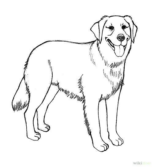 golden retriever dog coloring pages - Clip Art Library