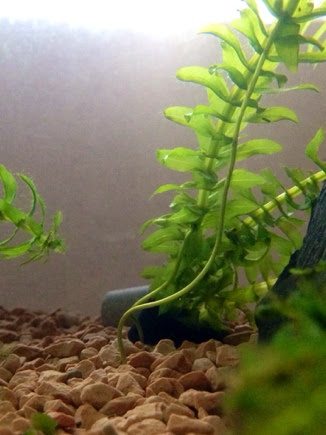 水草の根っこ ななこの 生き物のお世話 ブログ