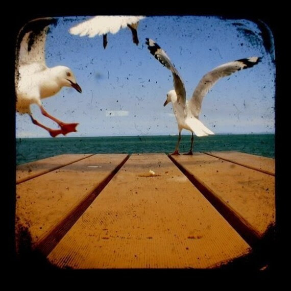TTV Seagulls Birds 2 Photography Print 4 x 4