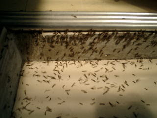 羽アリを見つけたときの対処