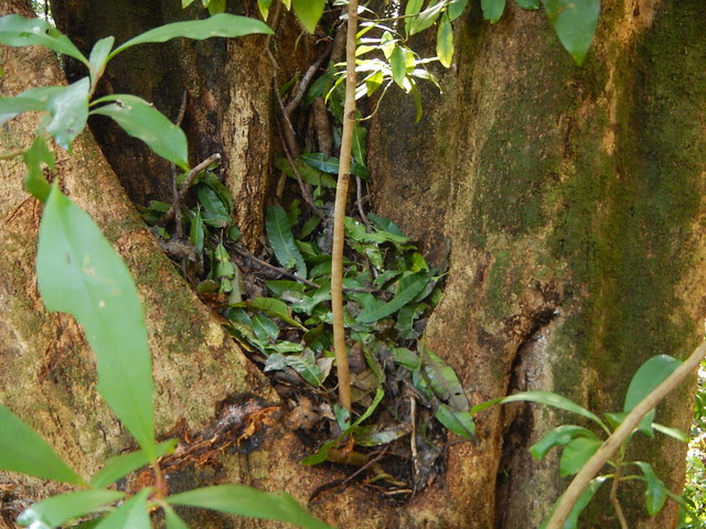 Mango Leaves