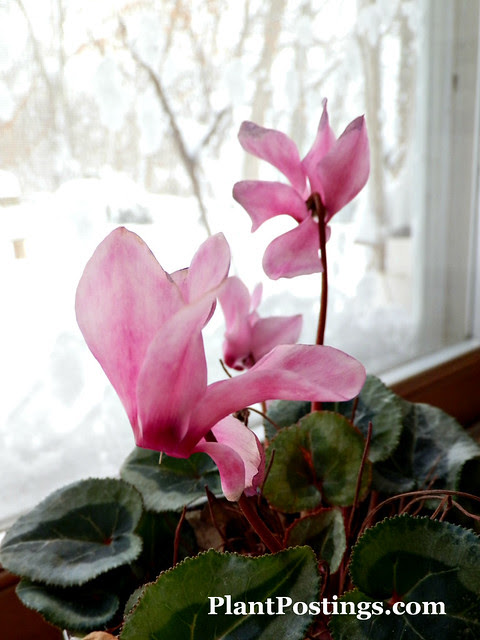 cyclamen3