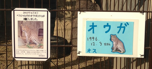 東山動植物園 13年4月に亡くなったペルシャヒョウ オウガ 2 写真共有サイト フォト蔵