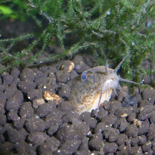 メダカの稚魚も順調に成長しています 散歩のついでに