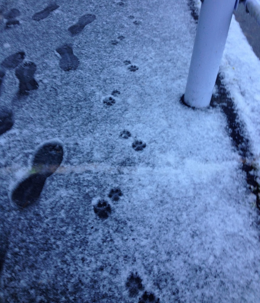 雪の上の犬の足跡 アンヌマリーのはんどあんどてーる