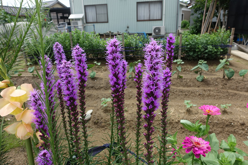 ７月の夏の花 ２０１７ いちろの気ままに独り言