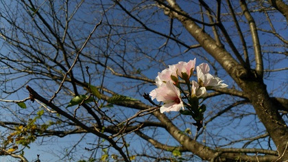 秋の桜 Clear Blog
