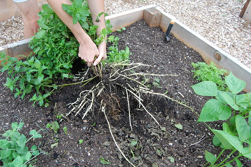 Franklin Community Gardens