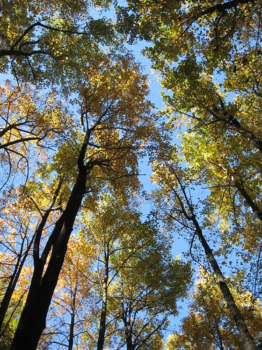 Poplar Sky