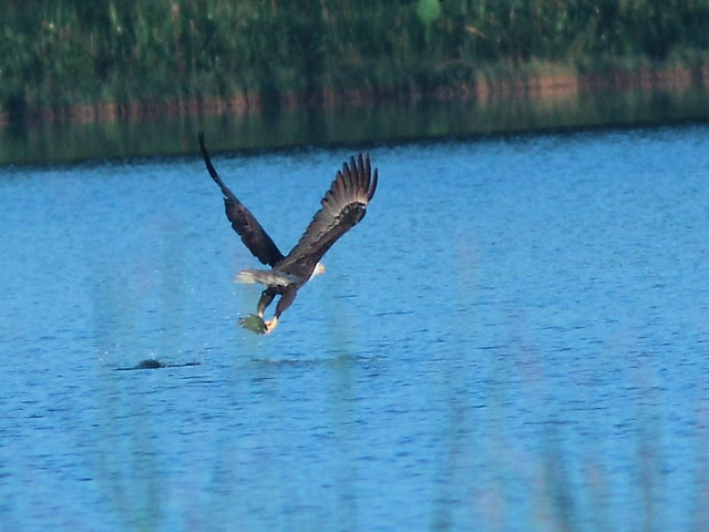 Bald Eagle 0739-26 AM 20121010