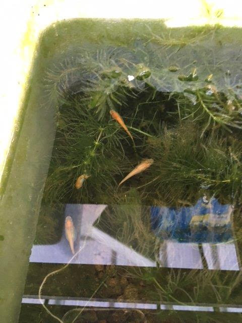 ３月はメダカ活発に動きはじめます 飼育が本格稼動する前にしっかりと準備して夏場に備えたいですね
