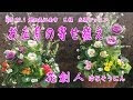 無料ダウンロード お正月 寄せ植え 作り方 324829