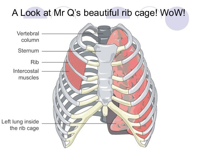 Are The Kidneys Located Inside Of The Rib Cage The Urinary System Kidneys Percussion Of The Flanks In The Lower Rib Cage Can Help Austin Paulk