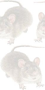 溝鼠 ドブ ネズミ ラットのイラスト 条件付フリー素材集