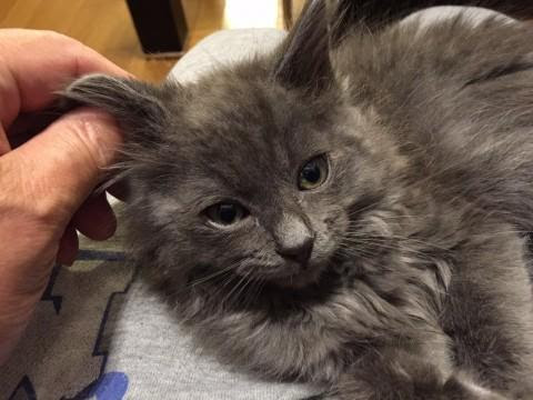 北海道 グレー長毛のゴージャスな子です 猫の里親募集 ネコジルシ