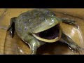 バジェット ガエル 寿命 217750-バジェットガエル 寿命