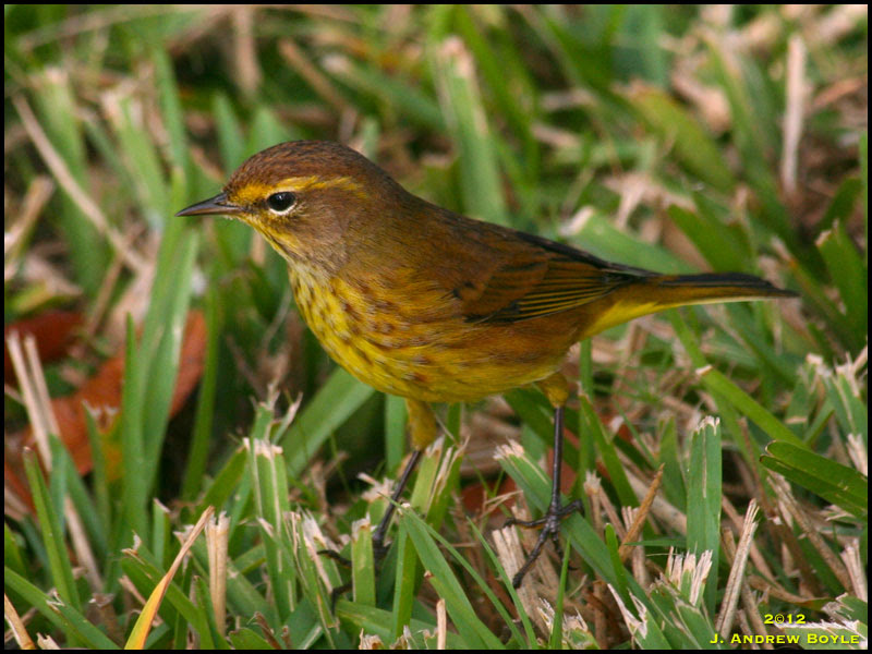 Eastern Palm Warbler