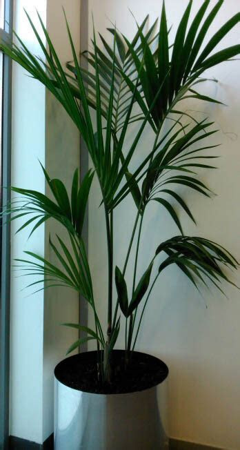 Colston burrell seeds and transplants are not the only methods to raise ne. Kentia Palm (Howea forsteriana) / Sentry Palm (Howea