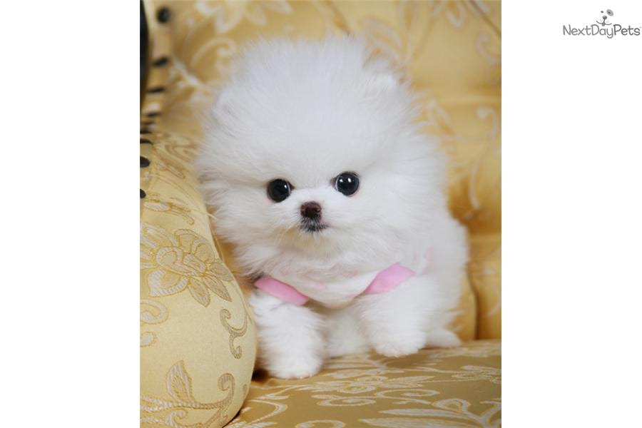 Teacup Ice White Pomeranian *movies available