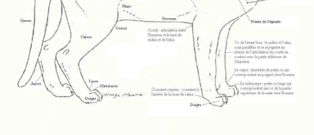 L Anatomie Du Chat J Aime Mon Chat
