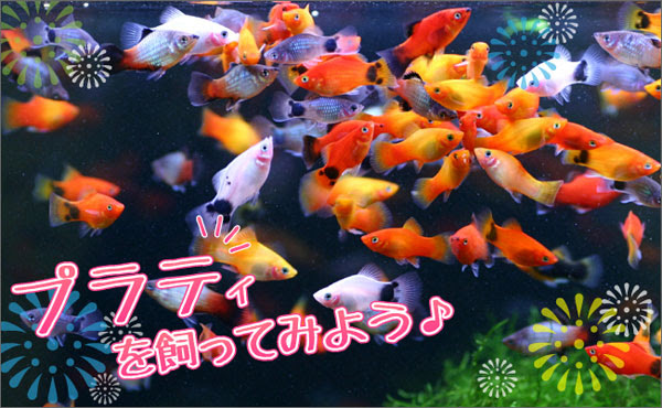 繁殖簡単 プラティ飼育 熱帯魚ショップパウパウアクアガーデン