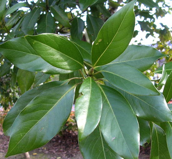 クスノキ科タブノキ属タブノキ 学名 Machilus Thunbergii