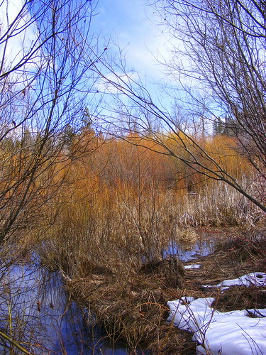 Marsh