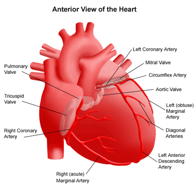 circulatory system diagram without labels. circulatory system diagram not