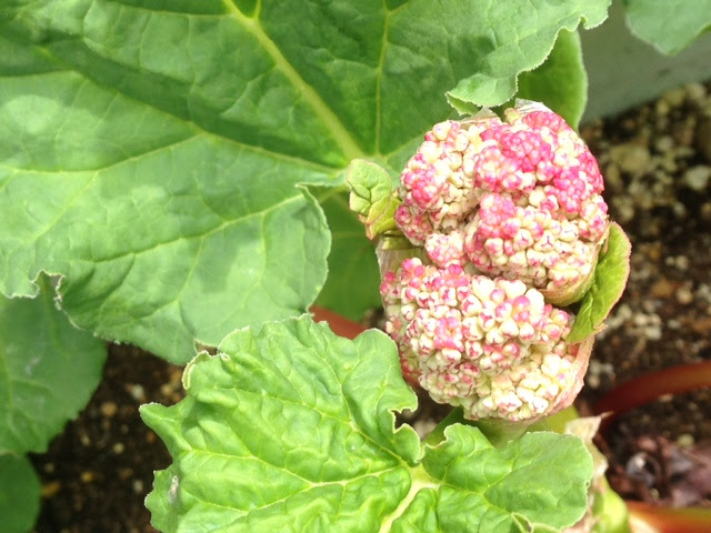 旅のミラクル ルバーブに花