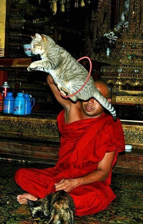 WOW!!! Amazing shots (52 pics)