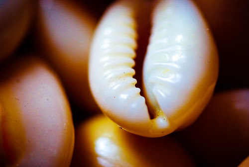 Nikkor 60mm 2.8 micro-6