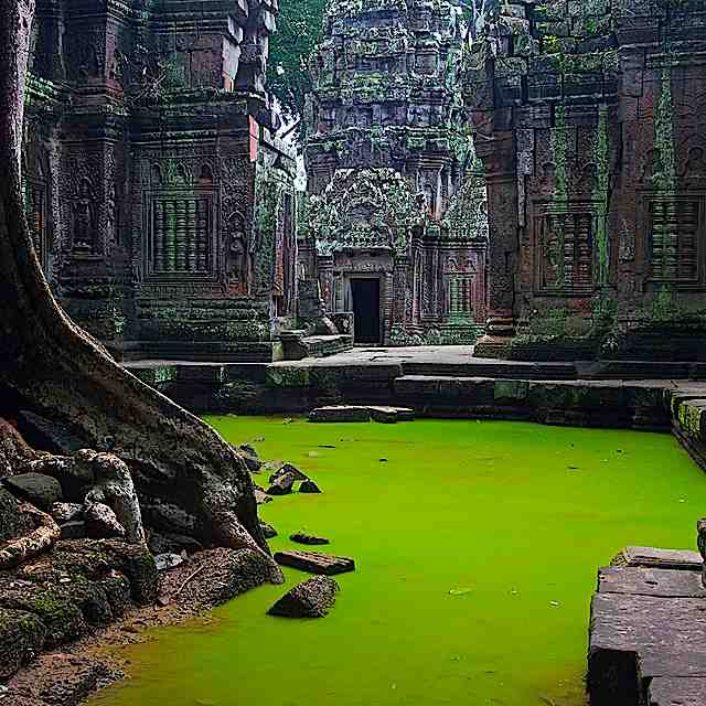 Ta Prohm Temple in Angkor Cambodia