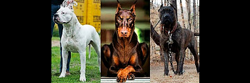 Race De Chien Roetken