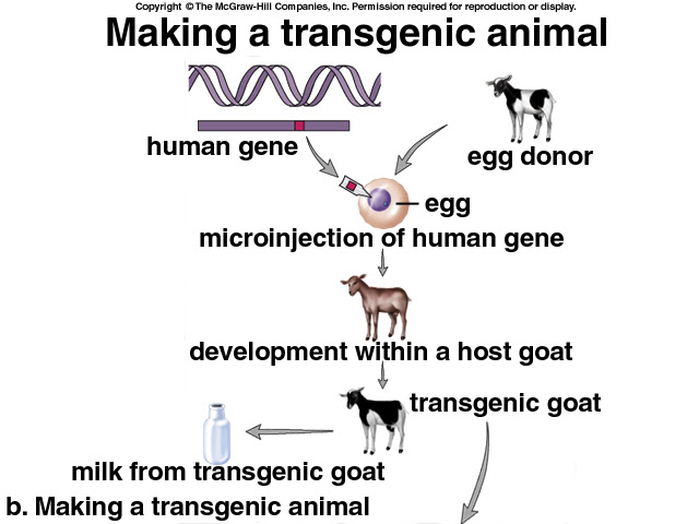 Major Innovations of Biotechnology timeline | Timetoast ...