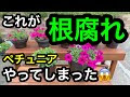 [最も選択された] マーガレット 葉っぱ 枯れる 174580