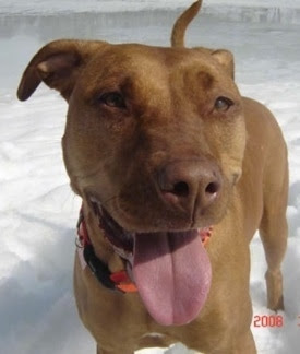 Lily the Pit Bull Terrier