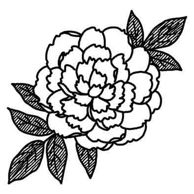 シャクヤク 芍薬 春の花 無料 白黒イラスト素材