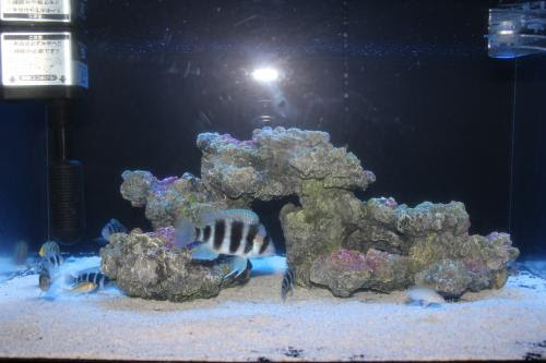 Saurus Code アフリカンシクリッド水槽