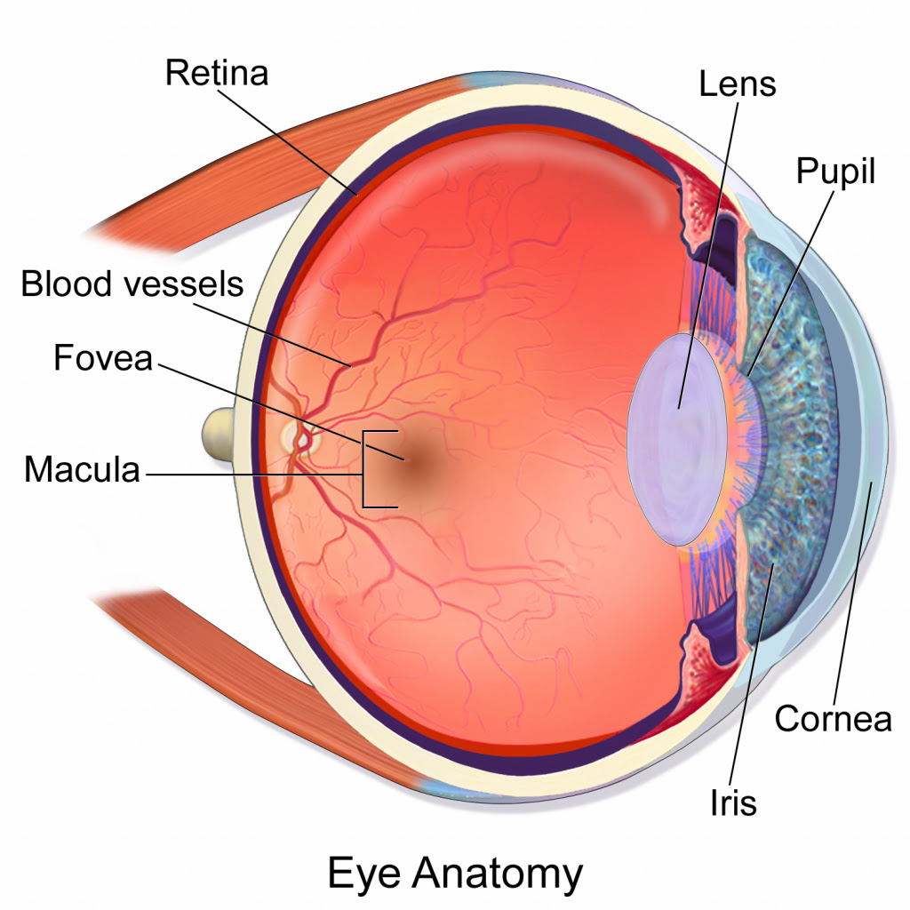 Cow Eye Labeled Diagram - ClipArt Best
